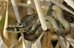 Grass snakes