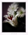 Lilium and Chrysanthemum