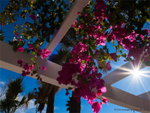 Bouganvillea