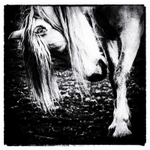 Pony 1