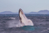 0A3A2553. Humpback Breach 13