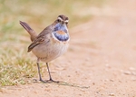 Bluethroat 3