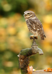 Little Owl