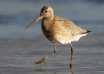 Godwit portfolio