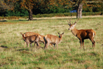 Red Deer