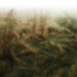 Grass