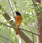 Daurian Redstart