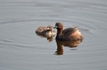 Little Grebe