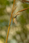In the world of Mayflies