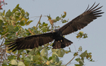 Black Eagle