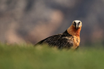 Lammergeier on ground, Pre-Pyrenees, Catalonia, Spain