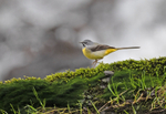 Grey Wagtail - Motacil...