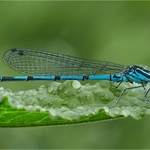 Bronze-John Whitehurst-Azure Damsel copy