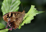 Speckled Wood