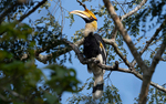 Great Hornbill