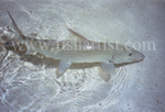 Wild Bonefish.