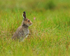 Mountain Hare, Cairngorms, Scotland