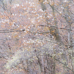 ROADSIDE SPRING BLOOM -  NORFOLK COUNTY
