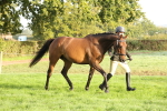 S52 - Riding Horse & Hack & thoroughbred In Hand portfolio