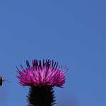 Honey Bee in Flight