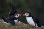 Atlantic Puffin