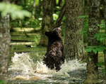 Black Bear runs through water to base of tree, Minnesota