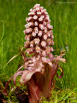 Butterbur (01)