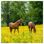 These Buttercups are Delcious