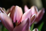 Flowers Set 13 - 11