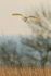Barn Owl flying, Hawling, Gloucestershire
