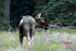 3HPhotography5-19-25_GTNP_291_