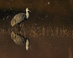 Sandhill Crane reflection, South Pond, Bosque del Apache, New Mexico