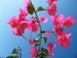 bouganvilla
