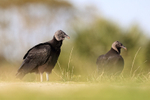 Two American Black Vultures, Viera Wetlands, Florida