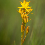 Bog Asphodel