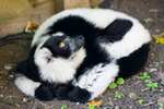 Black and white Ruffed Lemur - 0482