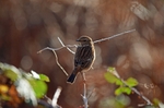 Stonechat