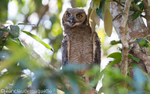 Great horned  owl