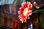 Flowers Set 08 - 20