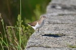 Common Sandpiper