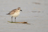 Black-bellied Plover (non-breeding adult), Fort De Soto Park, Florida