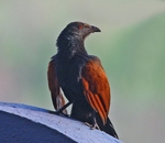Greater Coucal