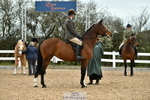 Cls 60 Ridden Show Horse portfolio