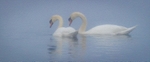 Swans In the Mist