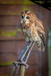 tawny owl Strix aluco-1264