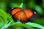 Orange on Green