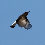 Black Wheatear (Oenanthe leucura) M