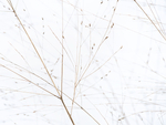 BEACH GRASS - LONG POINT