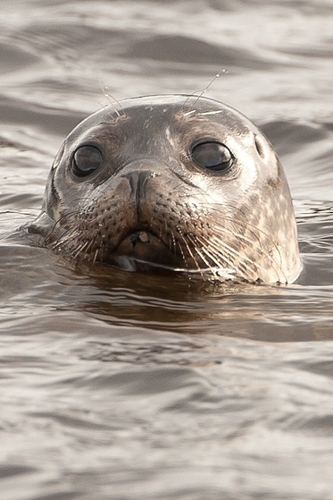 Common Seal
