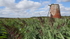 Old water mill ~ Walberswick nature reserve, Suffolk